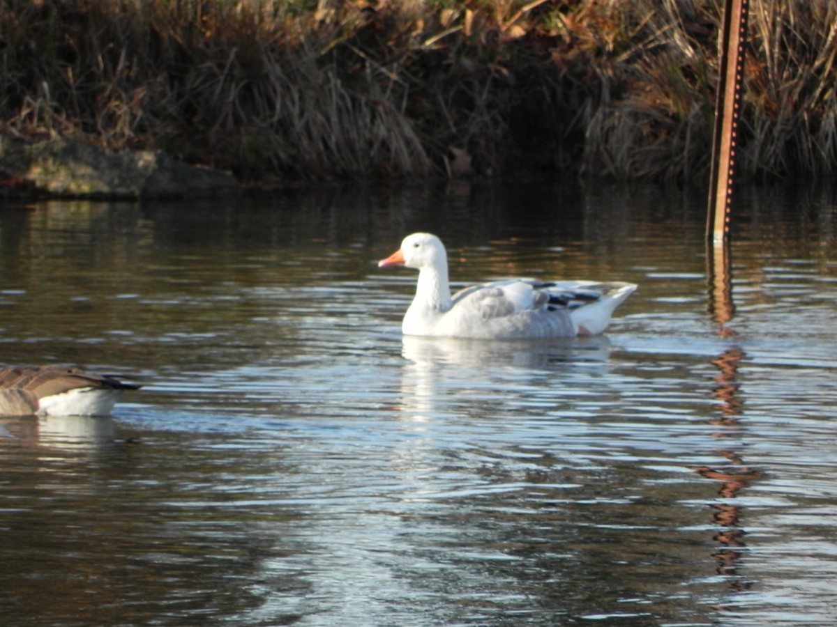 goose sp. - ML21115321