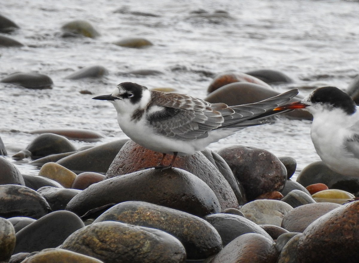 Black Tern - ML211155071