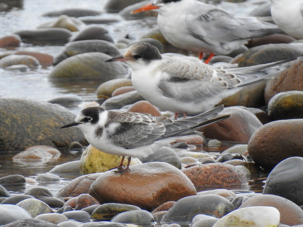 Black Tern - ML211155331