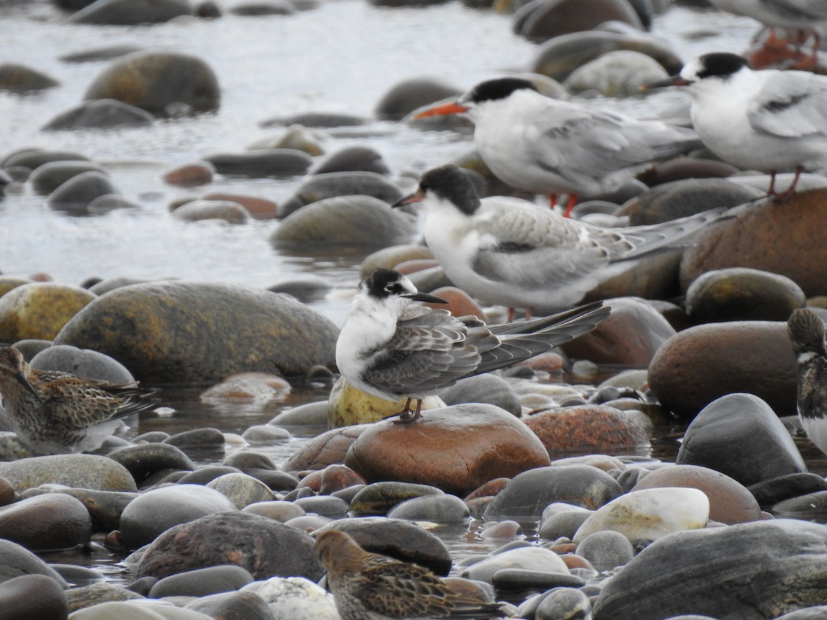 Black Tern - ML211155391