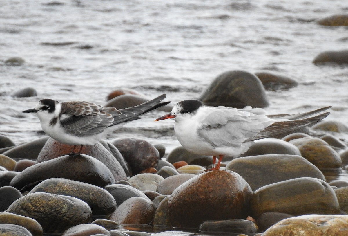 Black Tern - ML211155481