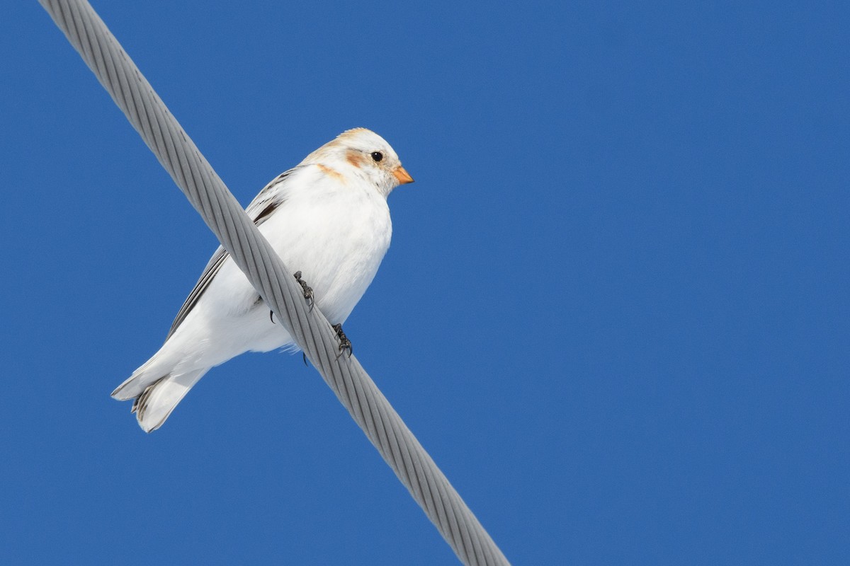 Snow Bunting - ML211155581