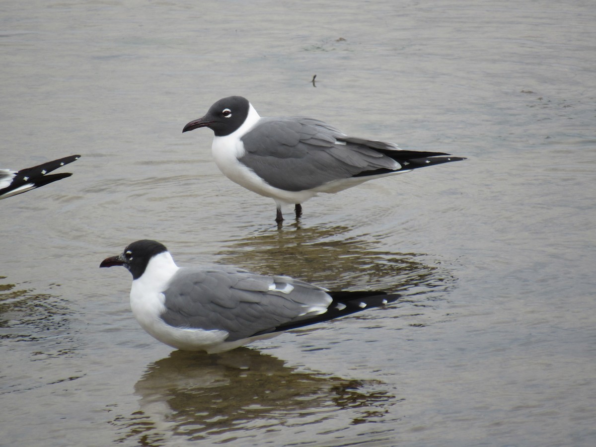 Gaviota Guanaguanare - ML211156091