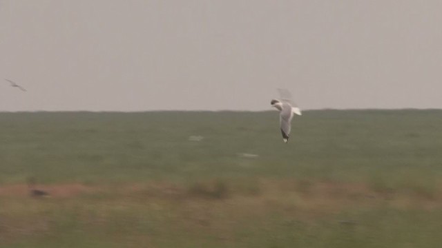 Common Gull - ML211156131