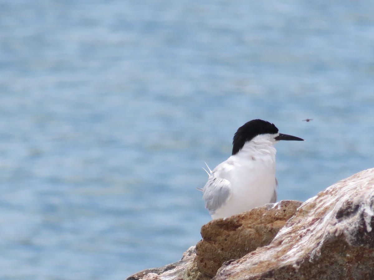 White-fronted Tern - ML211156291