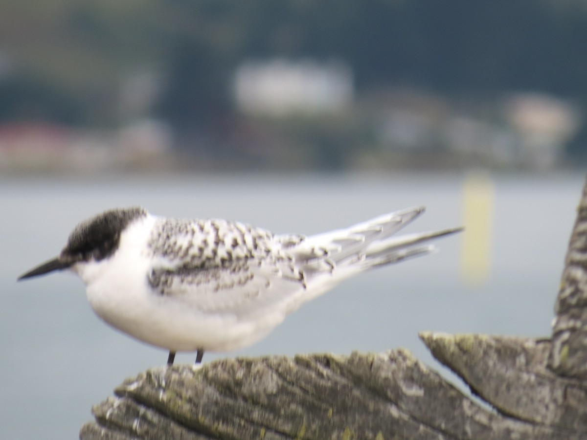 White-fronted Tern - ML211156311