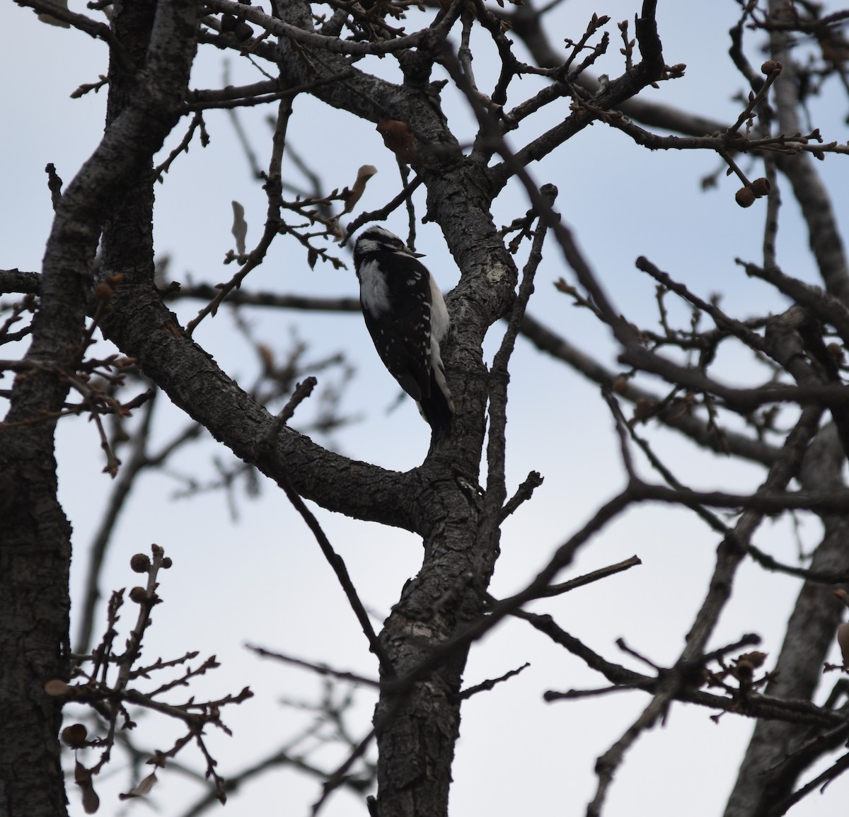 Downy Woodpecker - ML211156961