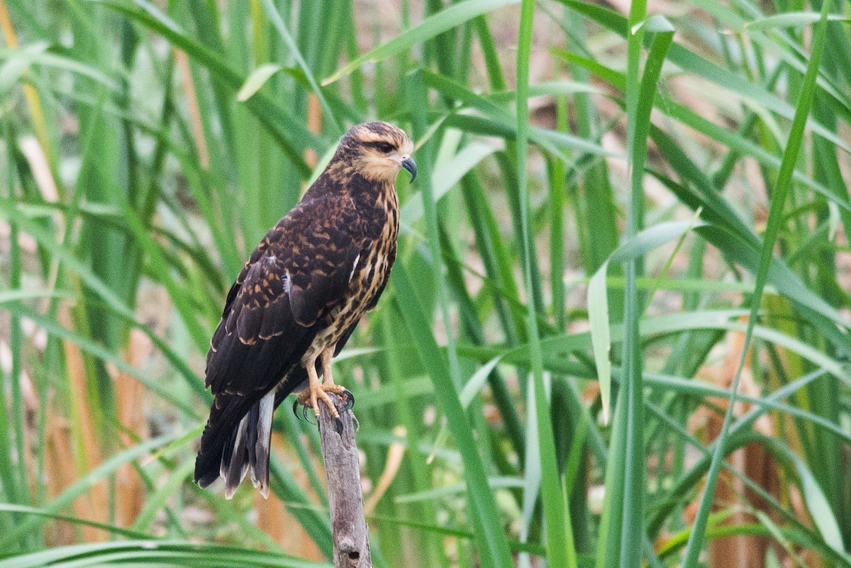 Snail Kite - ML21115751