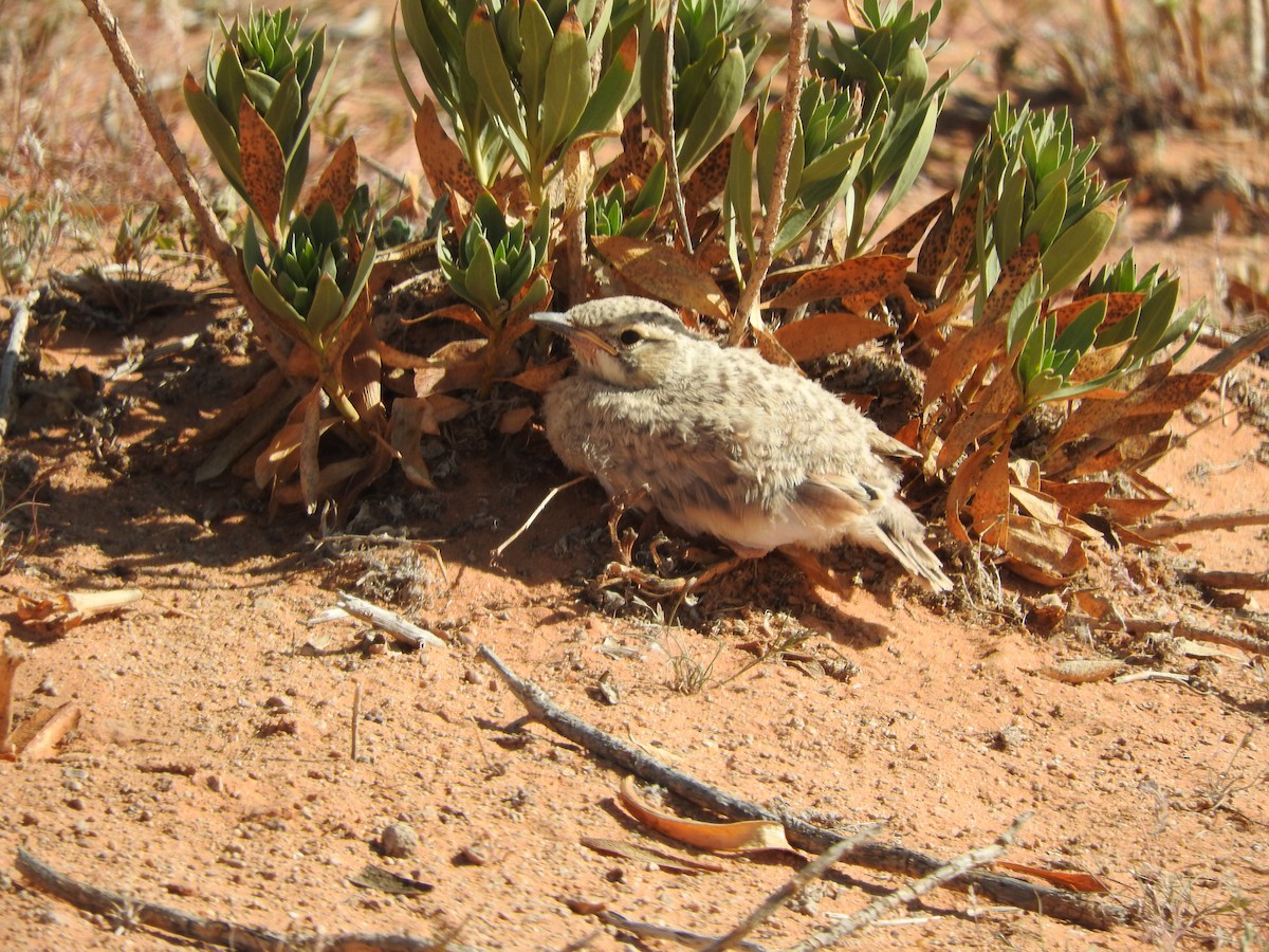 Greater Hoopoe-Lark - ML211157571