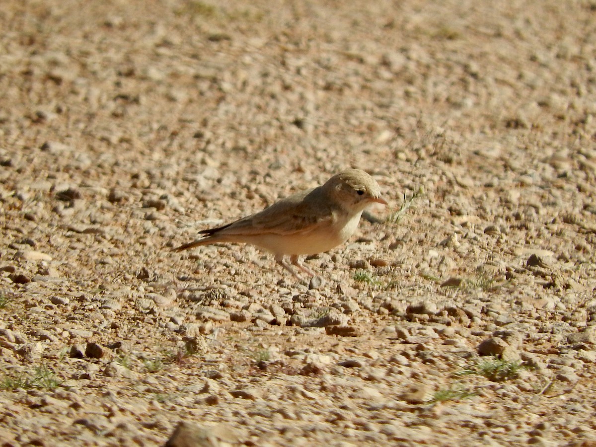 Bar-tailed Lark - ML211157701