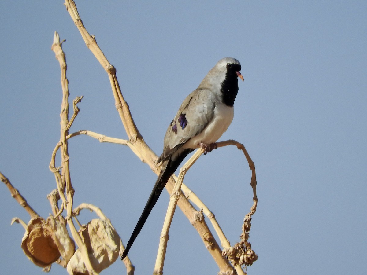 Namaqua Dove - ML211158411