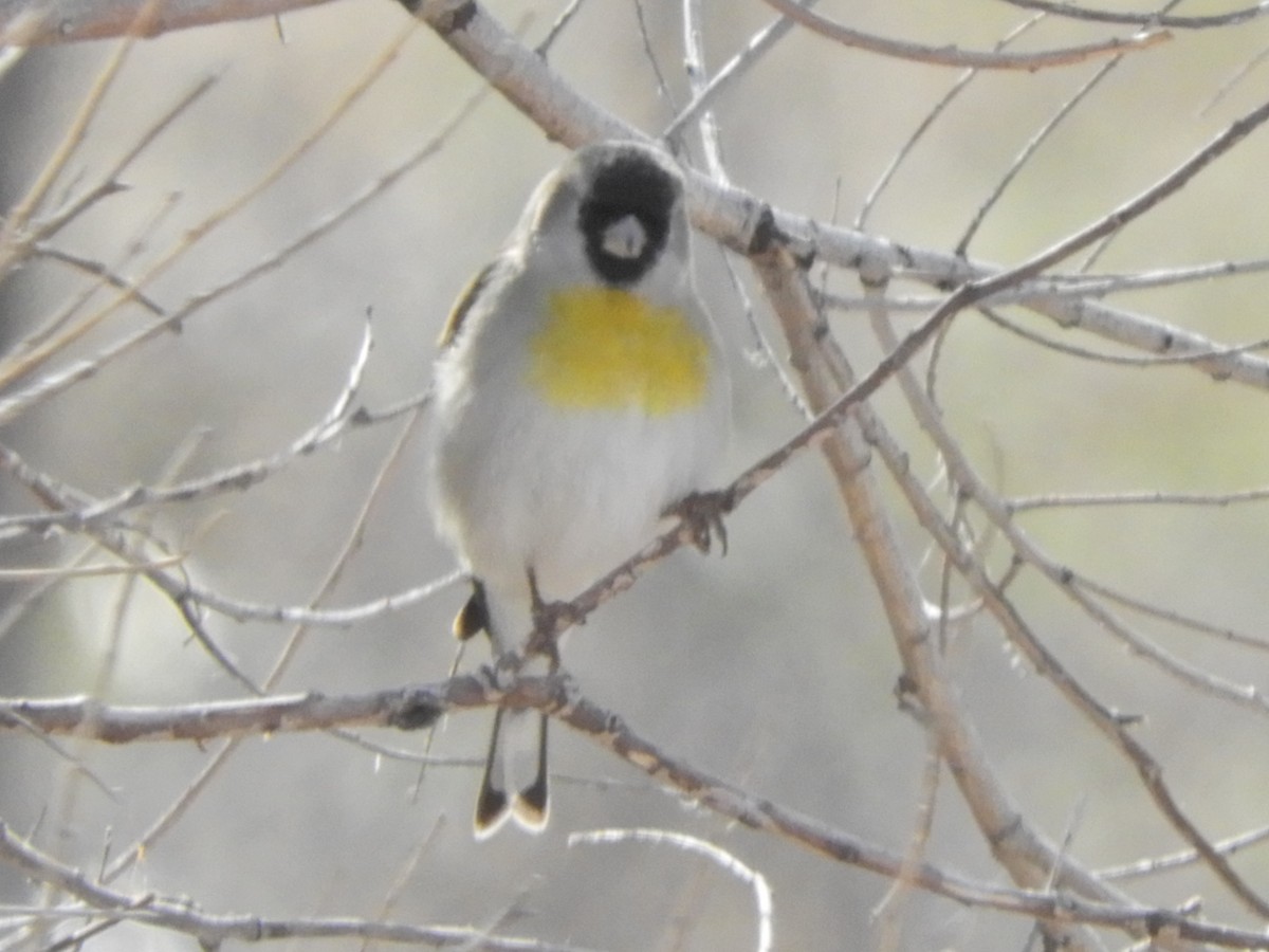 Lawrence's Goldfinch - Merryl Edelstein