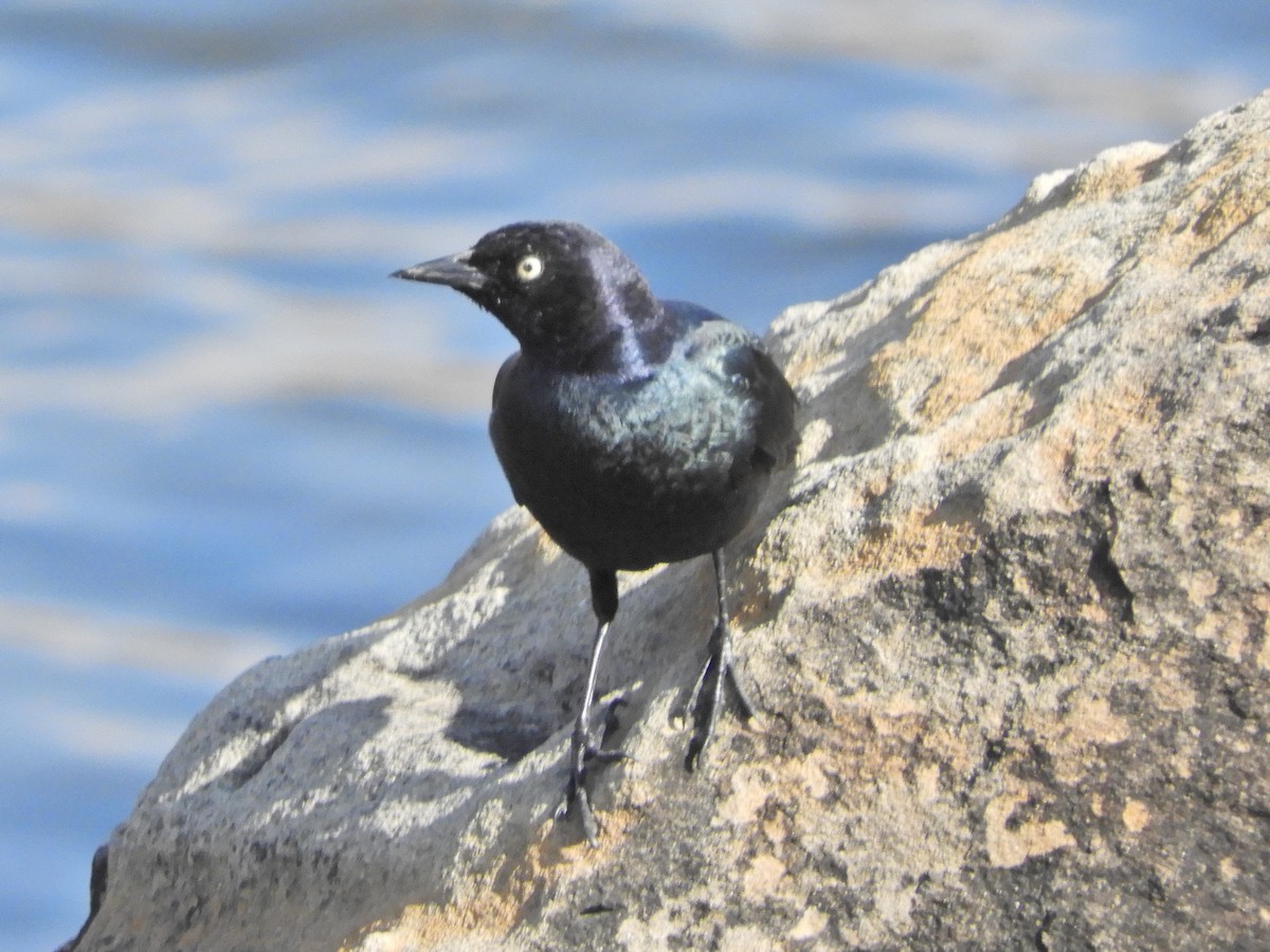 Brewer's Blackbird - ML211158721