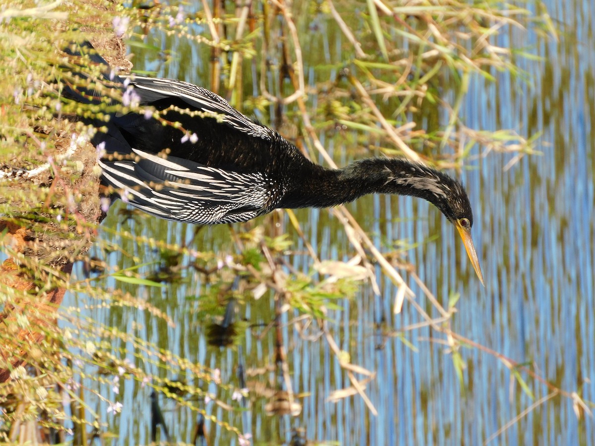 Anhinga d'Amérique - ML211159571