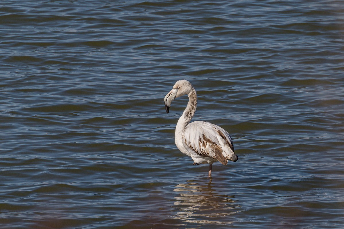 Flamant rose - ML211160741