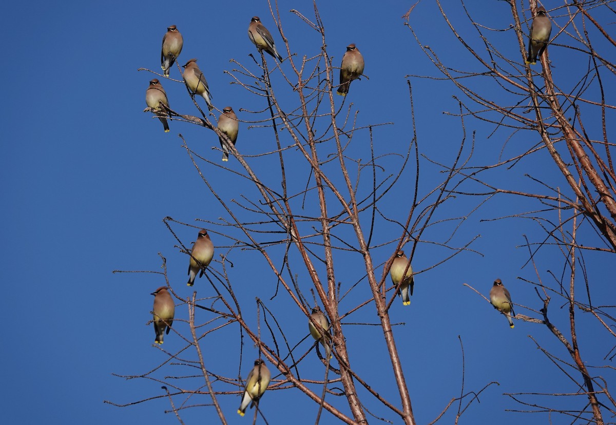 Cedar Waxwing - ML211160751