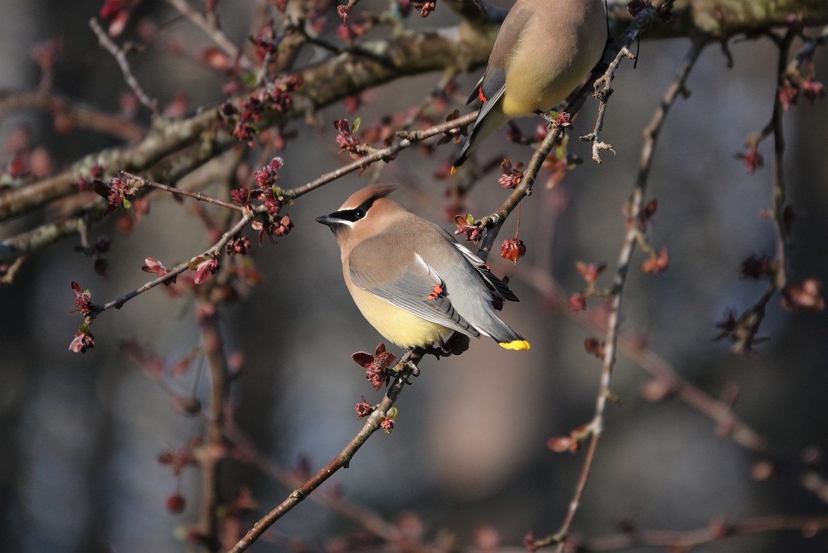 Cedar Waxwing - ML211160821