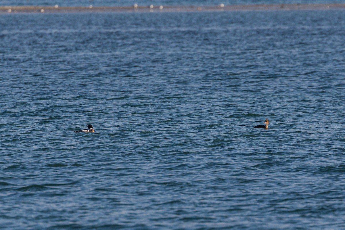 Red-breasted Merganser - ML211161101