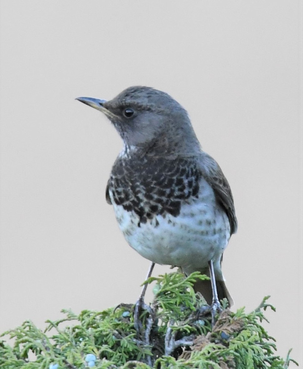 Black-throated Thrush - ML211162791