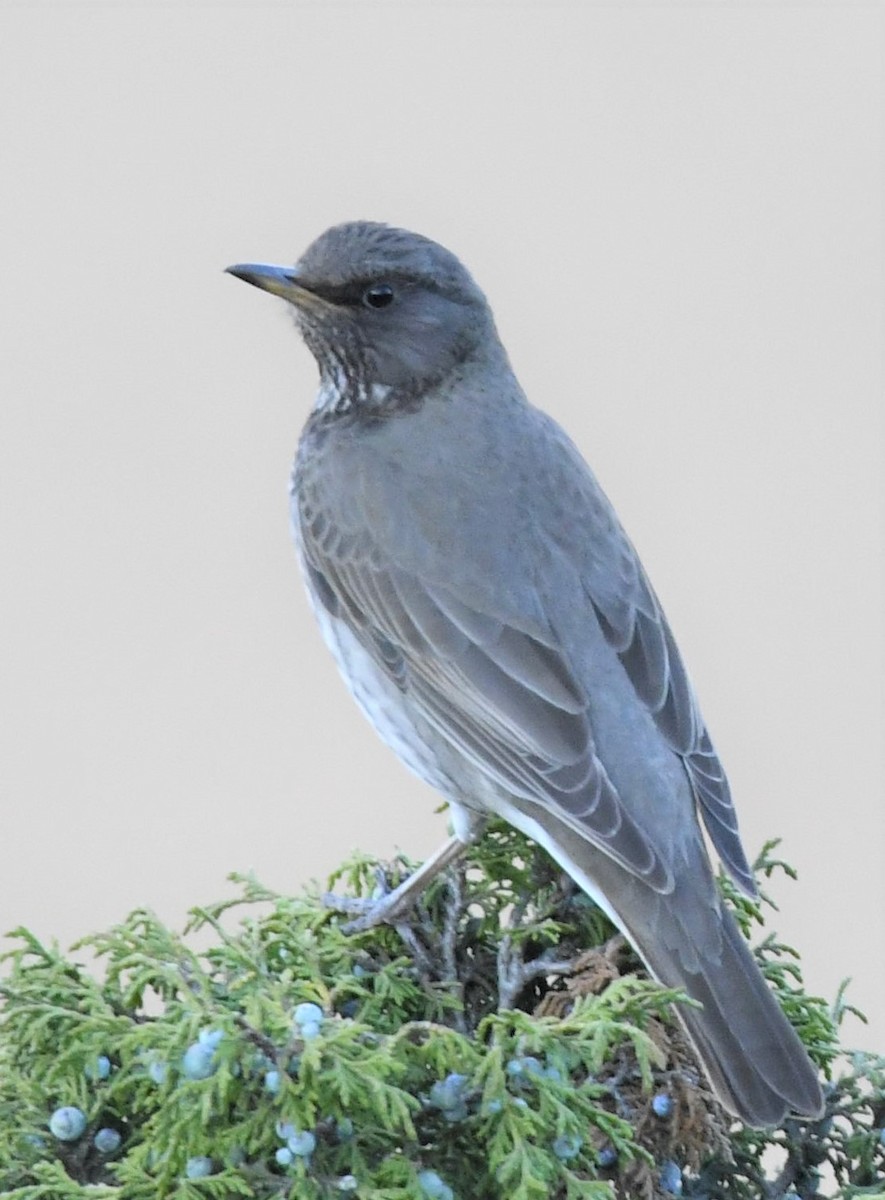 Black-throated Thrush - ML211162801