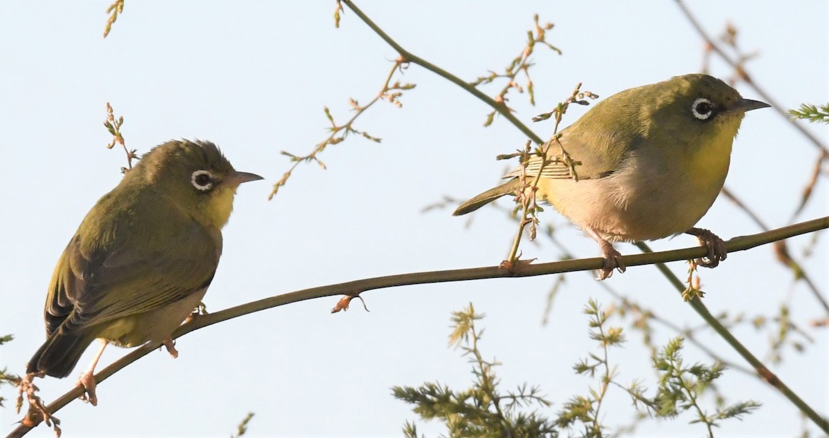 Abyssinian White-eye - ML211162931