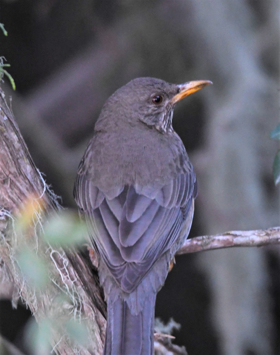 Yemen Thrush - ML211163071