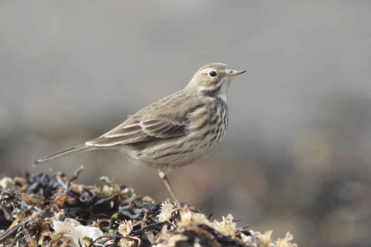 American Pipit - Doug Hitchcox