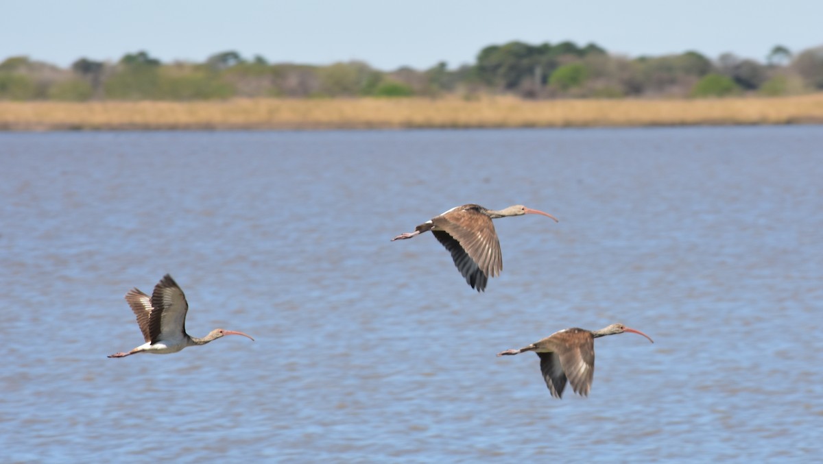 White Ibis - ML211163661