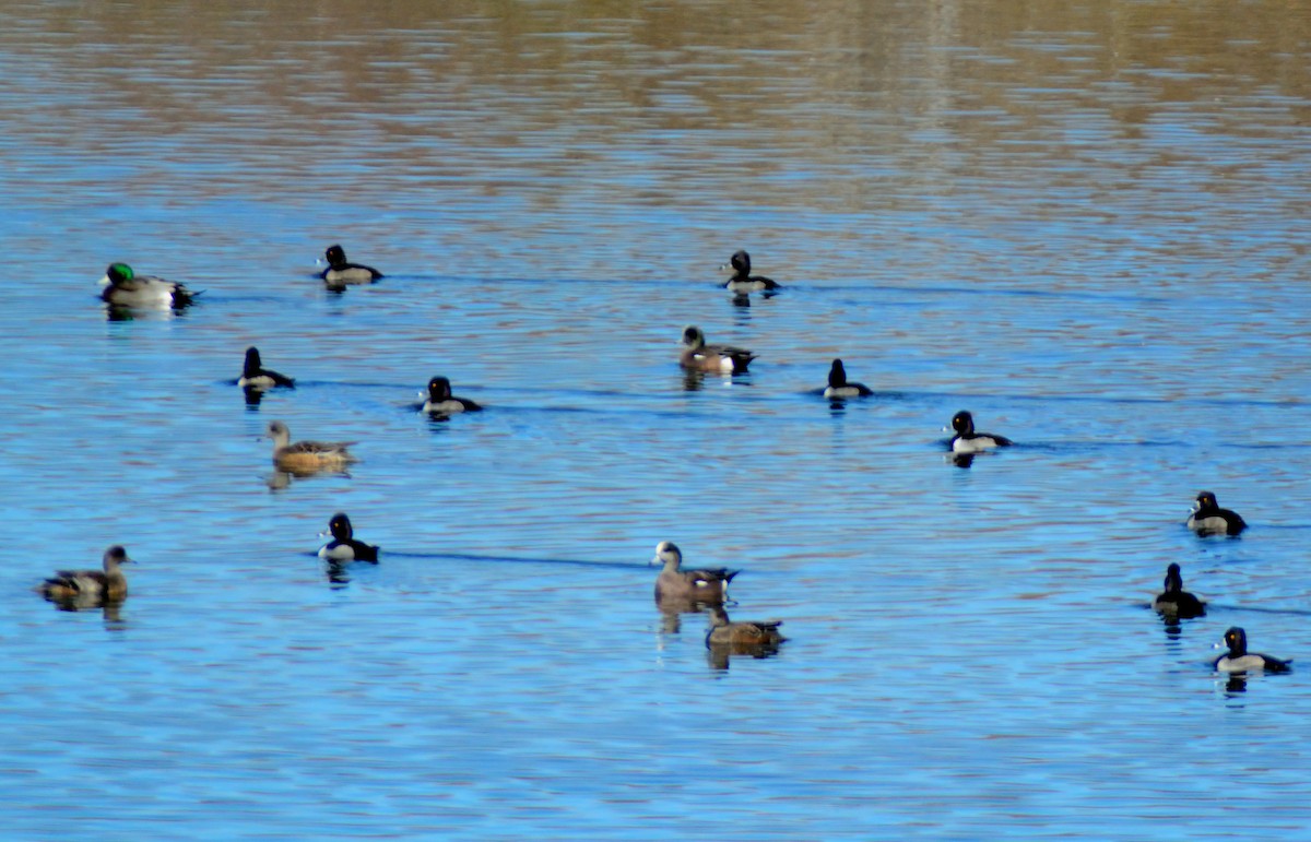 Ring-necked Duck - shawn mason