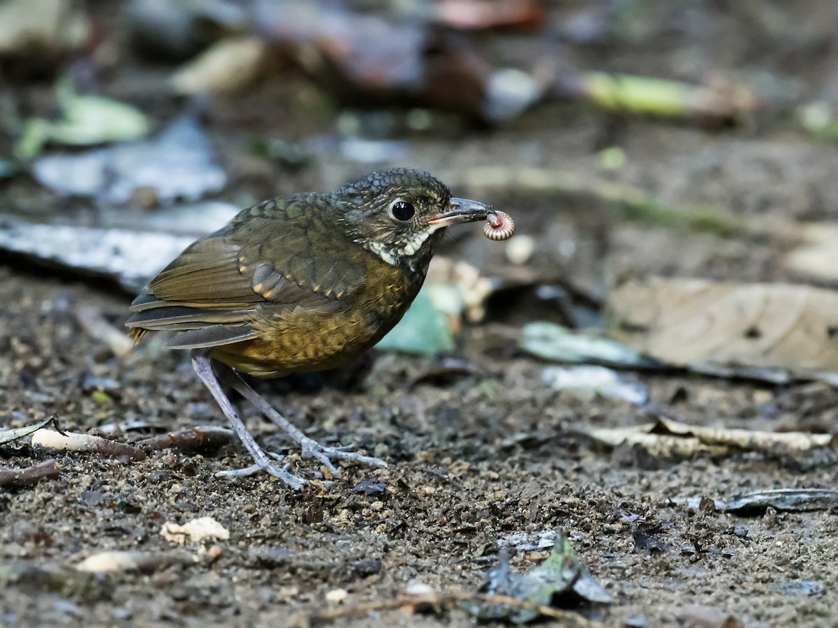 Scaled Antpitta (regulus/carmelitae) - ML211164811