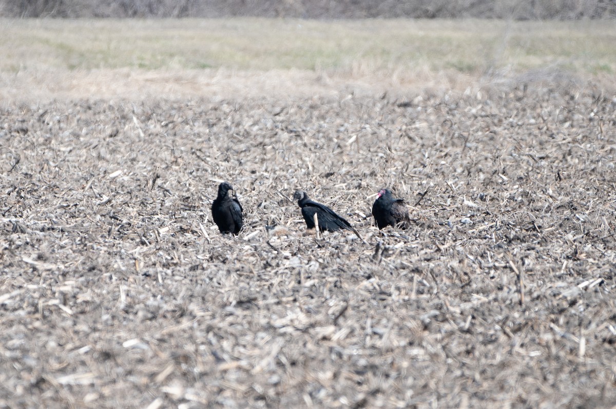 Black Vulture - ML211164871