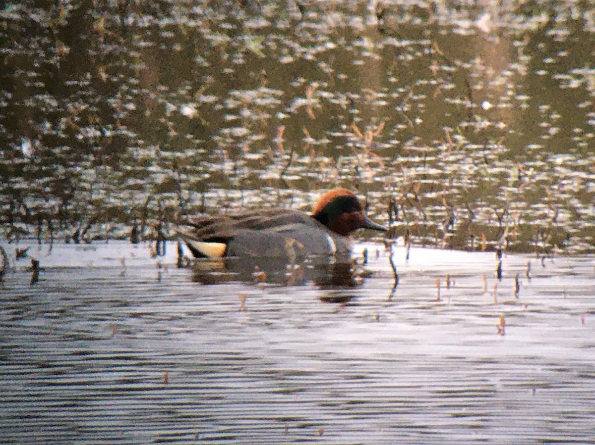 Green-winged Teal (American) - Niall Keogh