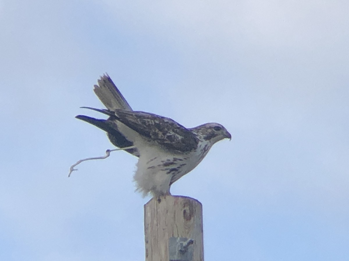 Red-tailed Hawk (Harlan's) - ML211165451