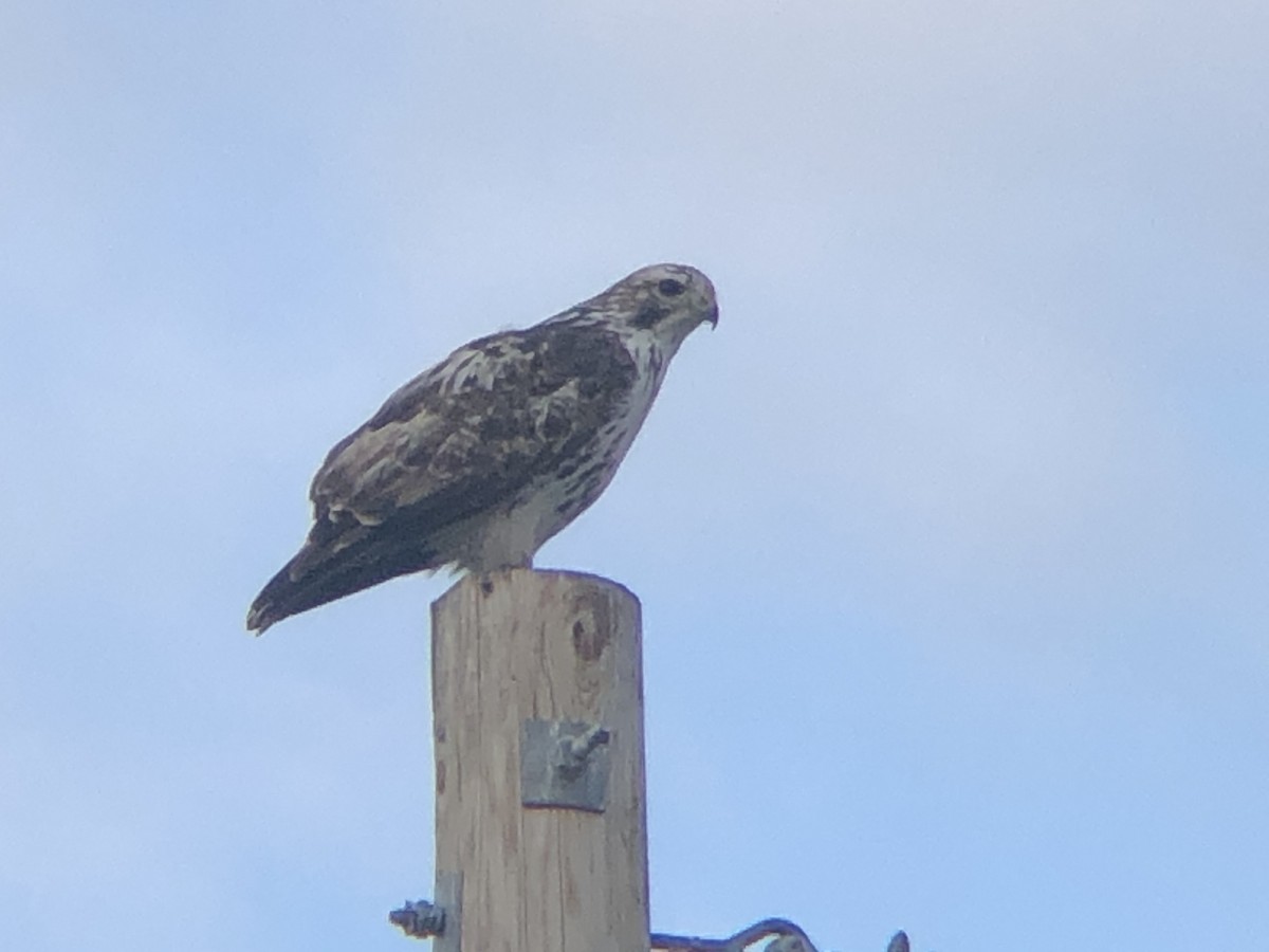 Red-tailed Hawk (Harlan's) - ML211165461