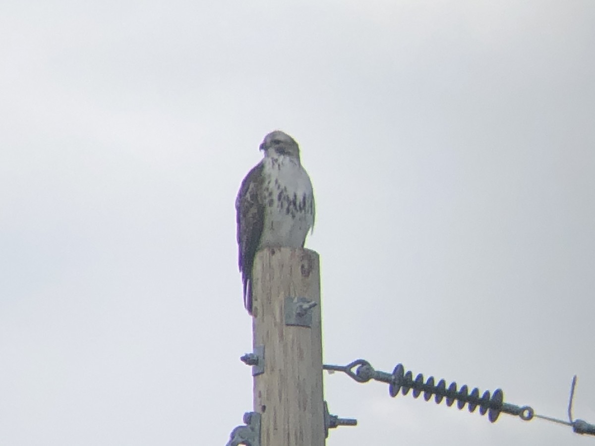 Red-tailed Hawk (Harlan's) - ML211165481