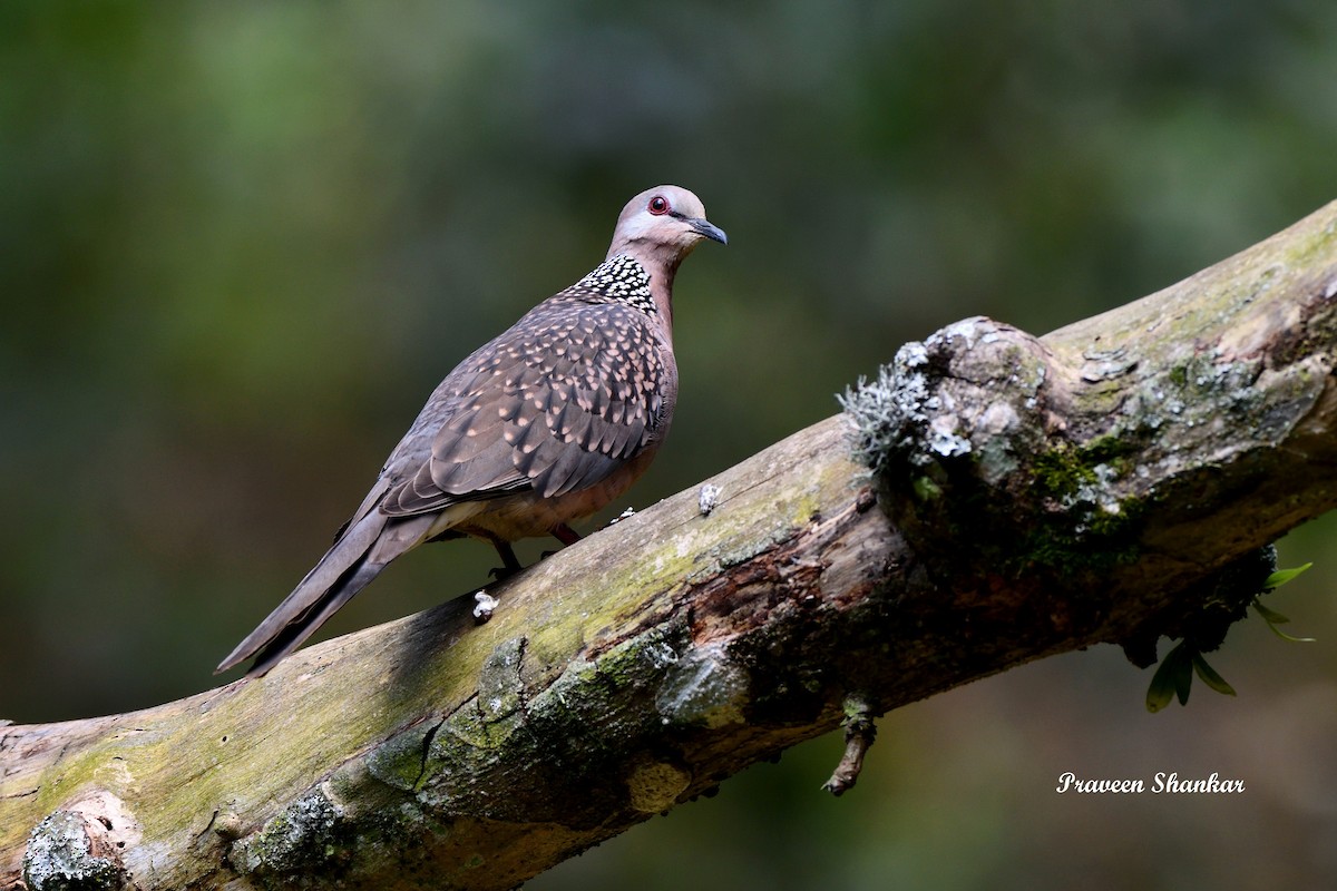 Spotted Dove - Praveen Shankar Balasubramanian