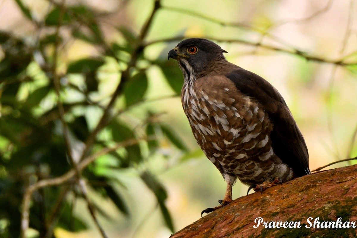 Crested Goshawk - Praveen Shankar Balasubramanian