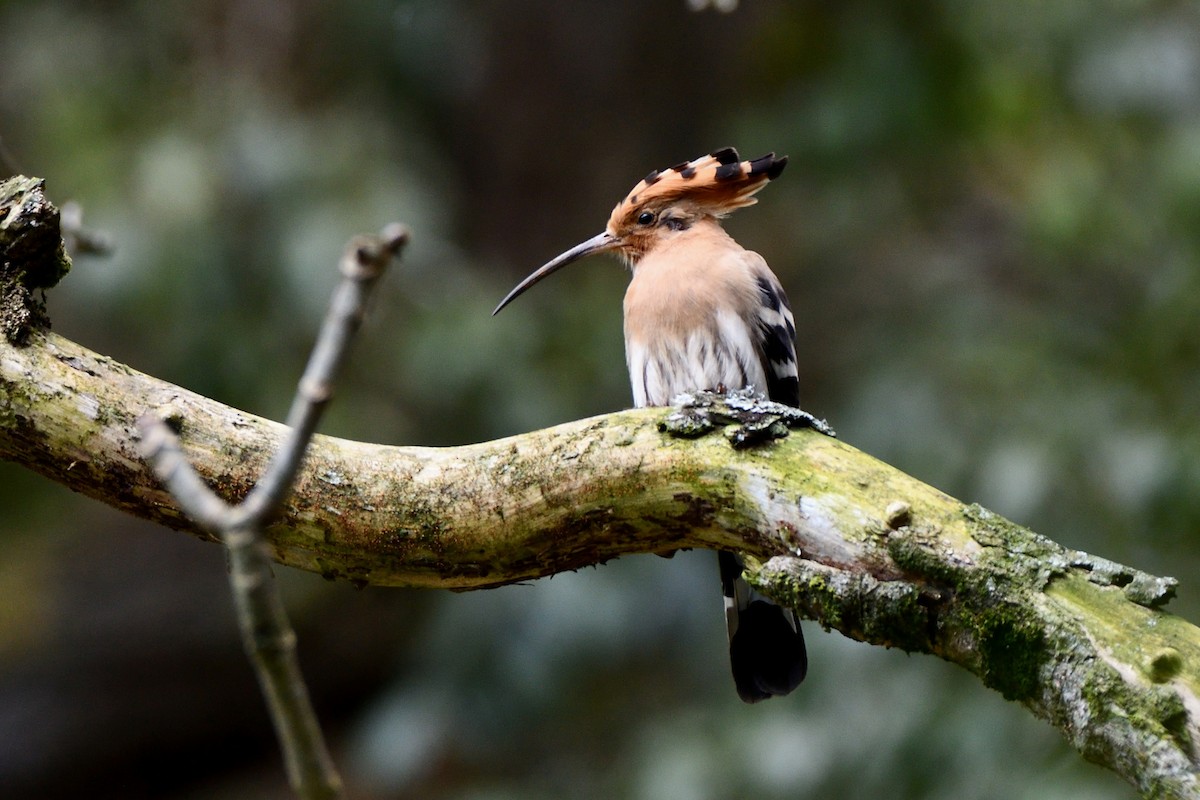 Eurasian Hoopoe - Praveen Shankar Balasubramanian