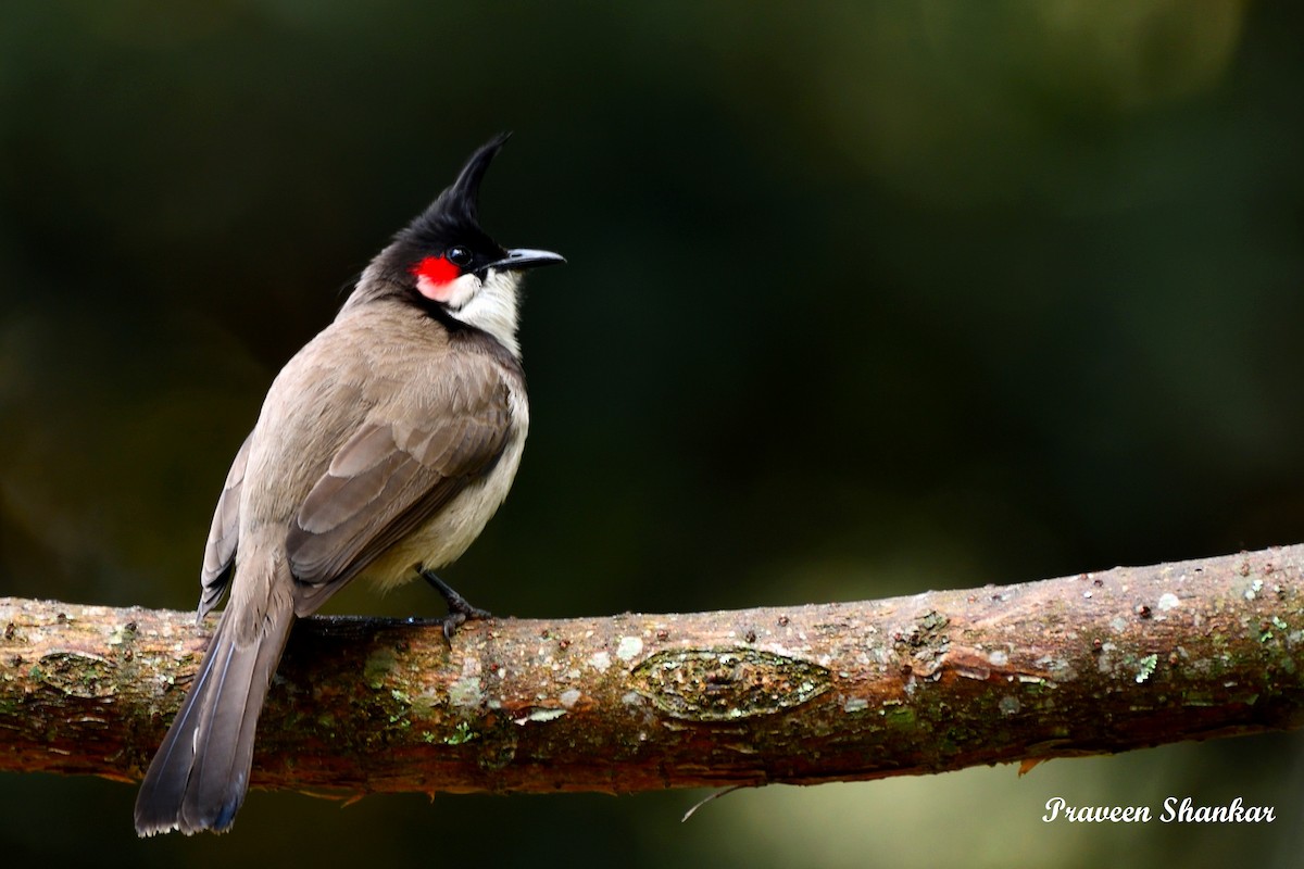 Red-whiskered Bulbul - Praveen Shankar Balasubramanian