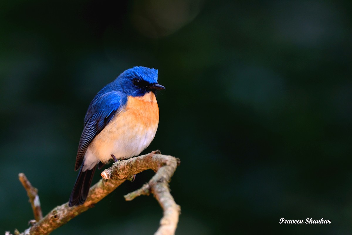 Tickell's Blue Flycatcher - Praveen Shankar Balasubramanian