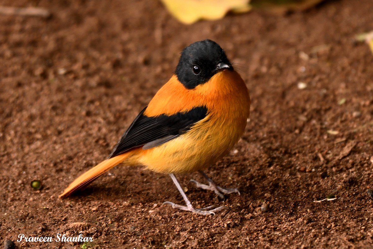 Black-and-orange Flycatcher - Praveen Shankar Balasubramanian