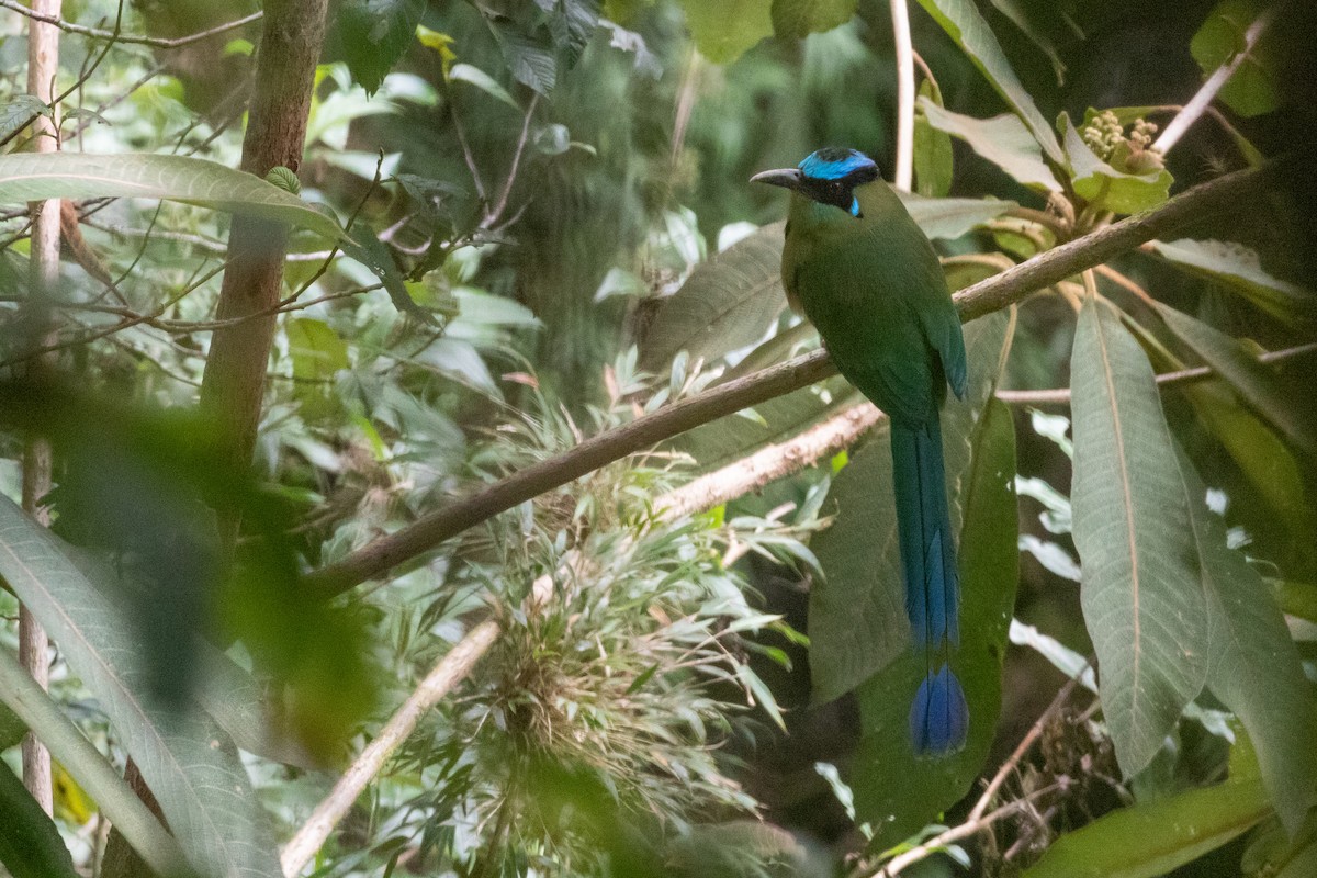 Motmot d'Équateur - ML211167631