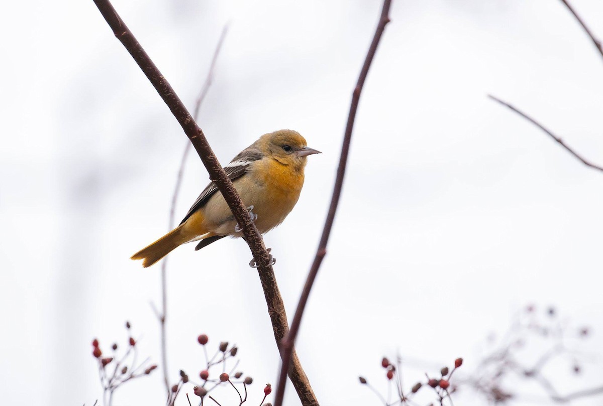 Baltimore Oriole - Nova Scotia Bird Records