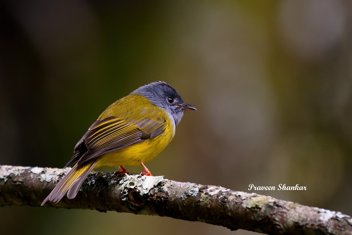 Gray-headed Canary-Flycatcher - Praveen Shankar Balasubramanian