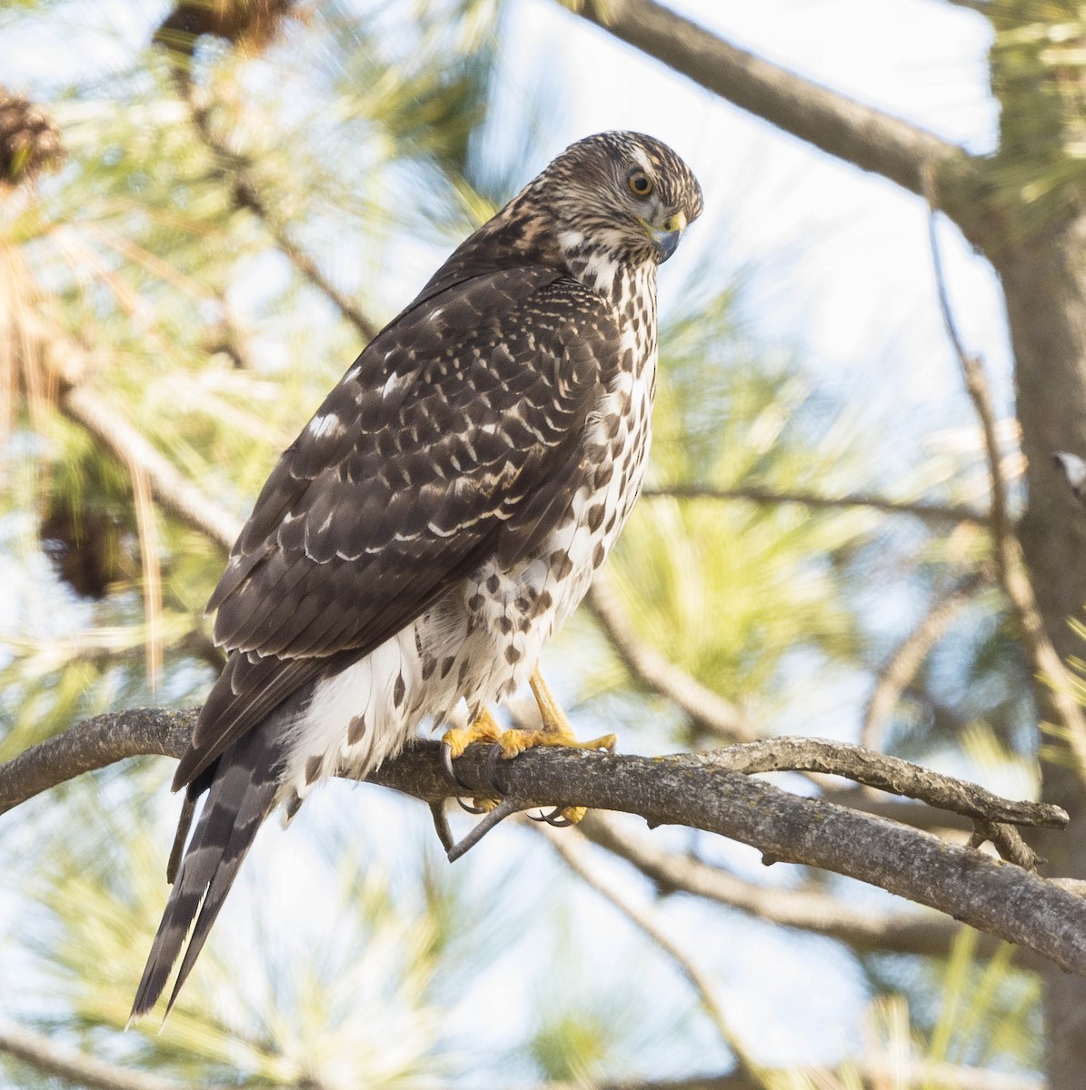 American Goshawk - ML211169351