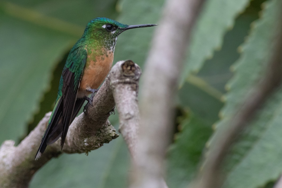 Long-tailed Sylph - ML211169381