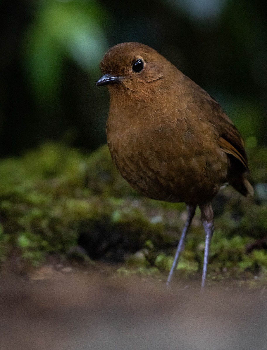 Equatorial Antpitta - Joachim Bertrands