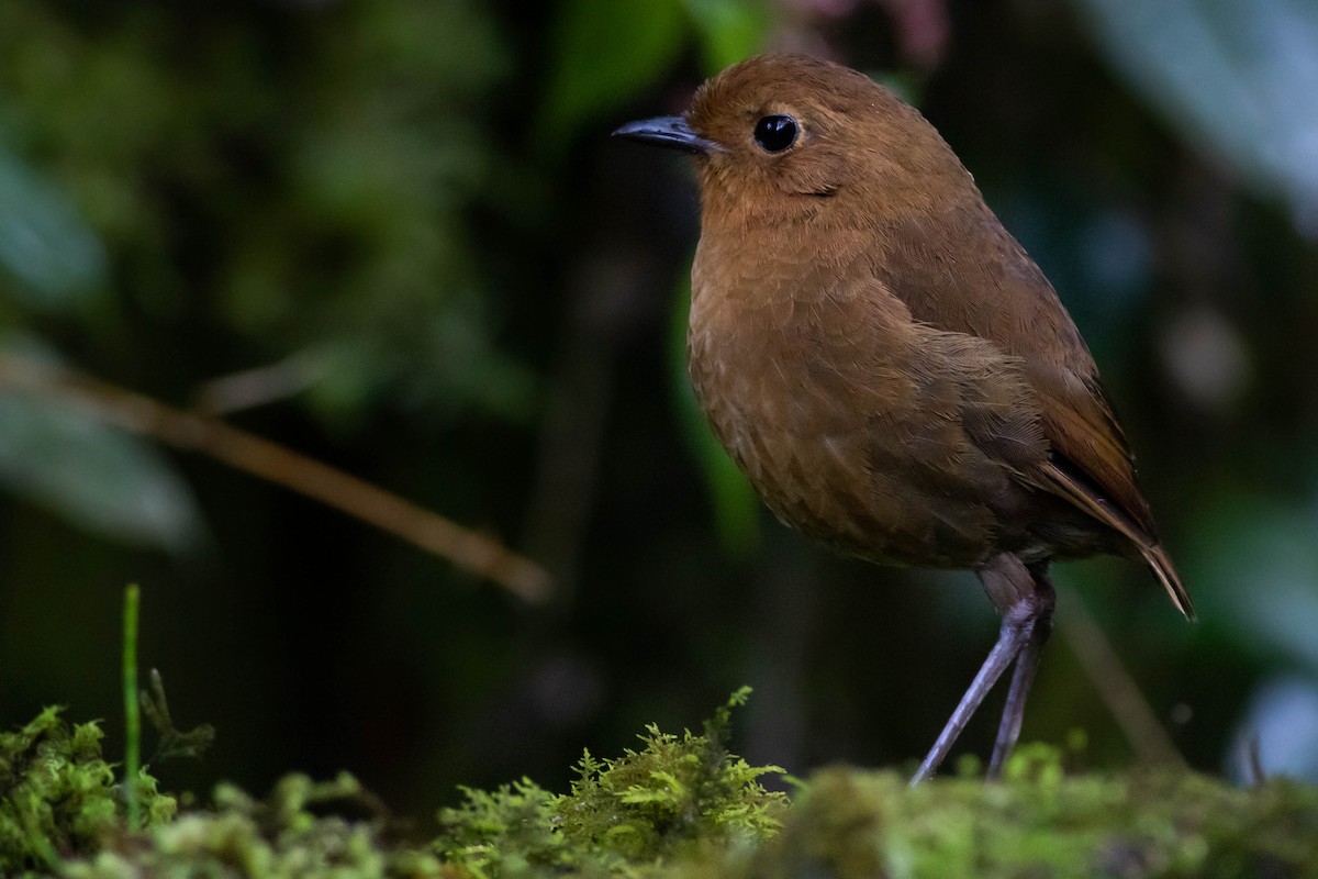 Equatorial Antpitta - Joachim Bertrands | Ornis Birding Expeditions