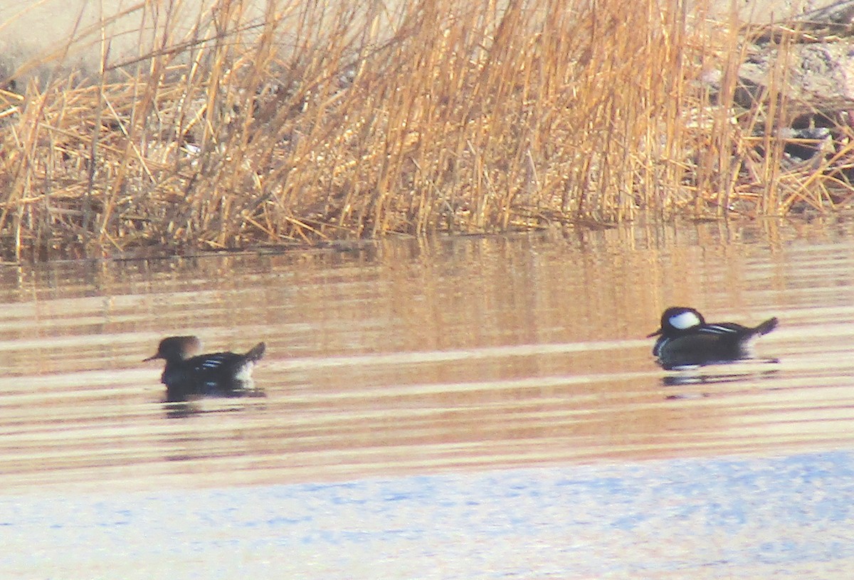Hooded Merganser - ML211170201