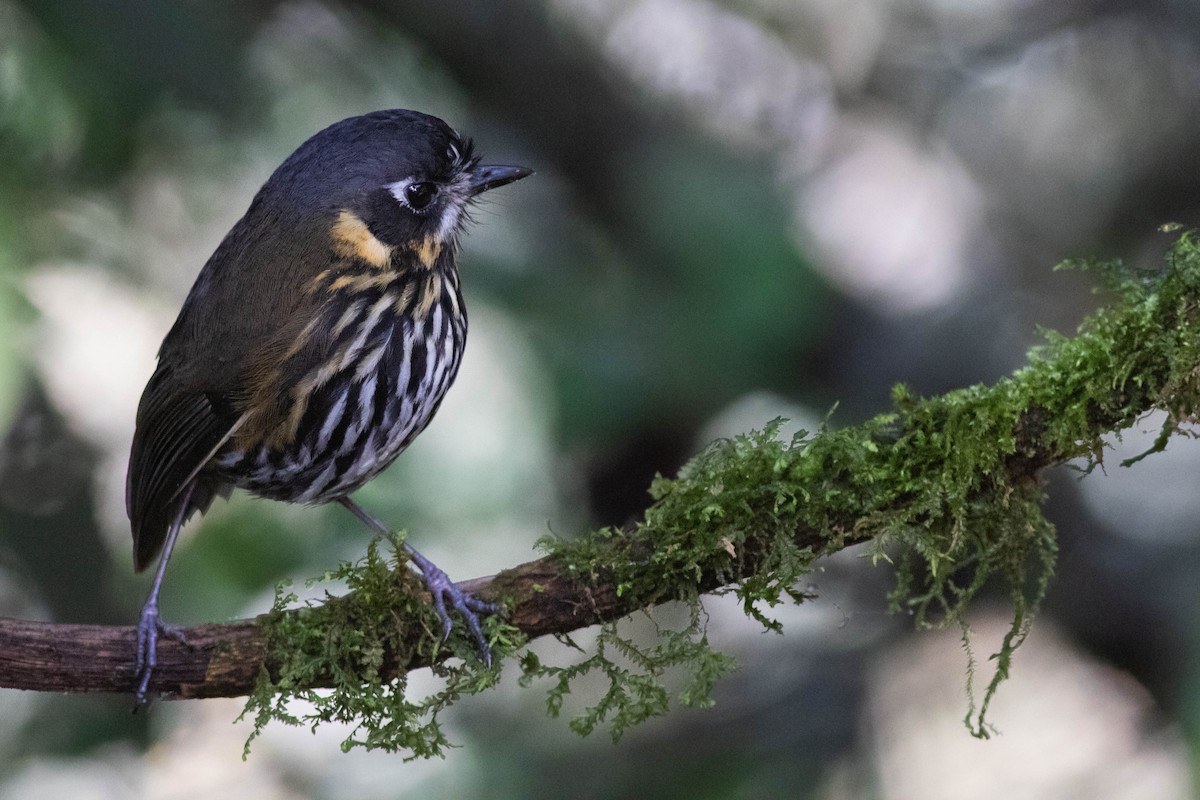 Crescent-faced Antpitta - ML211170231